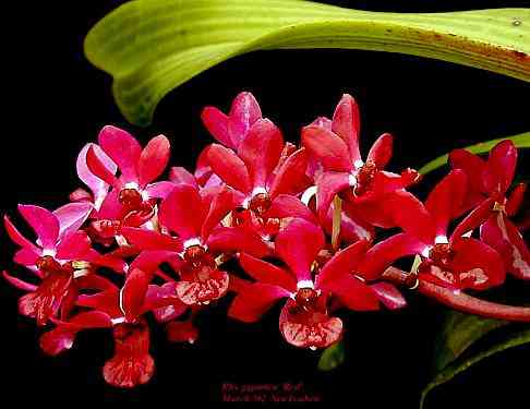 Rhynchostylis gigantea 'Red'